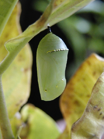 Pupa
